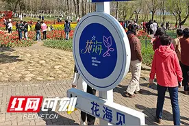 组图丨阳春三月风光美 郁金香花海惹人醉图片