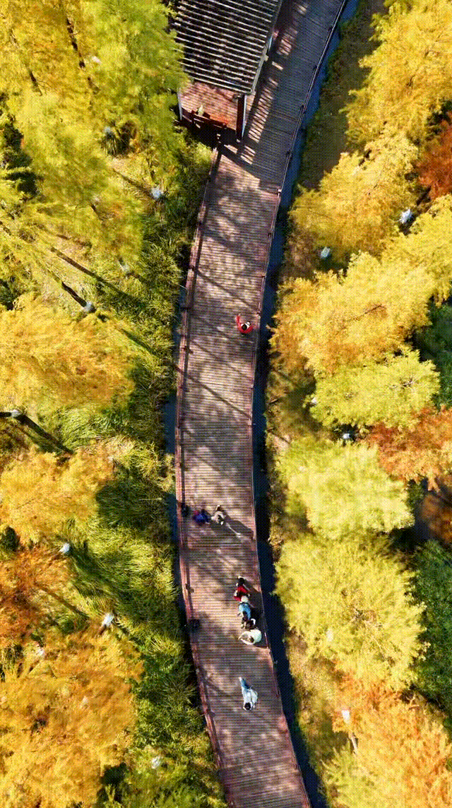 永川兴龙湖的水杉迎来最美的季节！