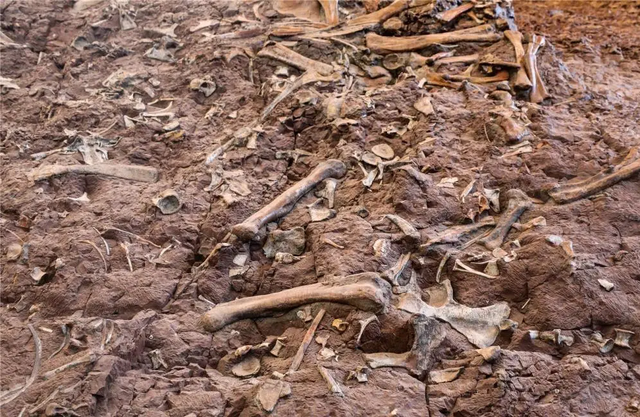 @巫溪球迷，去云阳看球赛，免费游景区!