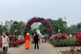武汉和平公园第十六届月季节开幕：3万余株80余种月季盛开，市民拍照赏花、体验非遗图片