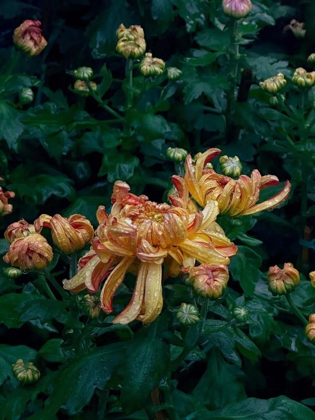 已开，免费！10万盆菊花、超多精彩活动等你来