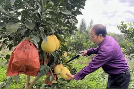 铜仁：培育壮大家庭农场 激发乡村振兴新活力图片