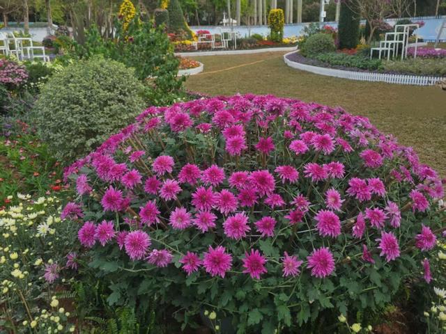 免费看！5000㎡花海、300余种菊花，深圳东湖菊展来了