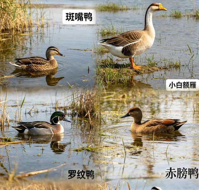 新知|五一宝藏观鸟地：沉浸式邂逅万鸟翩飞