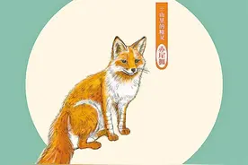 赤 狐图片