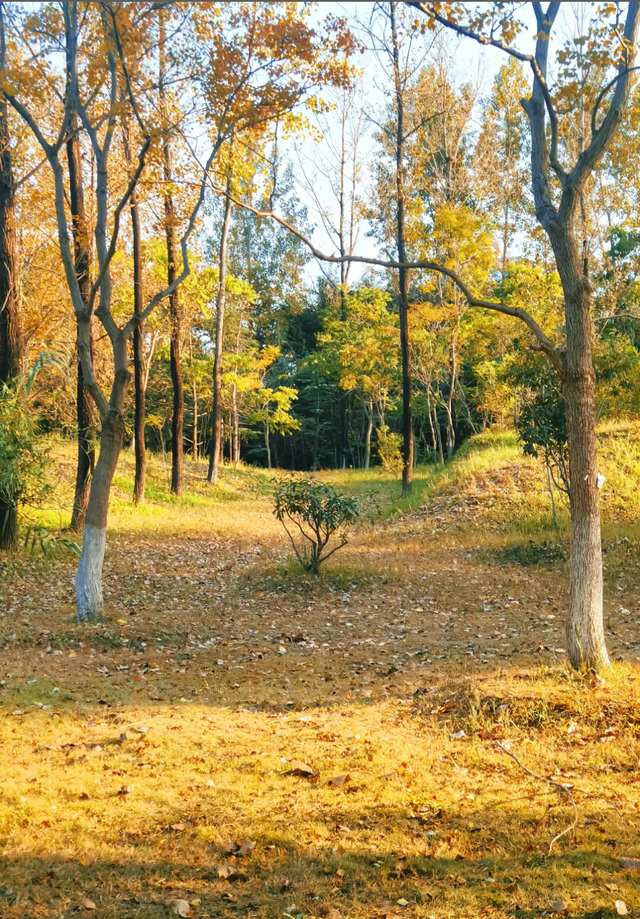 立冬第一游去哪里？淮安5处目的地，这个时节美翻了！