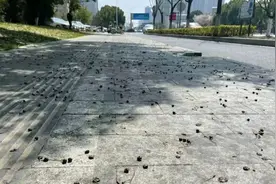 注意！这种果子街头大量出现图片