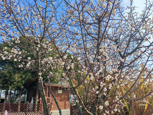 不是周末，人都巨多！武汉赏梅热潮持续，市民游客“踏香而来”