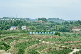 乡村振兴“酸变甜”：柠檬出安岳，走向全世界图片