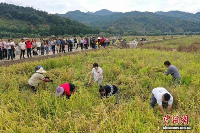 摸鱼割稻拍大片 闽北农耕游玩转乡土乐趣