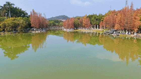 全年最佳观赏期！开平冬日限定美景上线