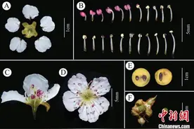 广东丹霞山发现昭璇梨新物种图片
