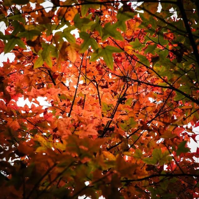 去有“枫”的地方，团风大崎山“枫”景正好！