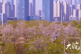 合肥滨湖方兴湖公园3000株早樱进入盛放期图片