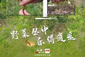 我在“国际张”寻找松弛感 | 探春陌上 野菜丛中乐得逍遥图片