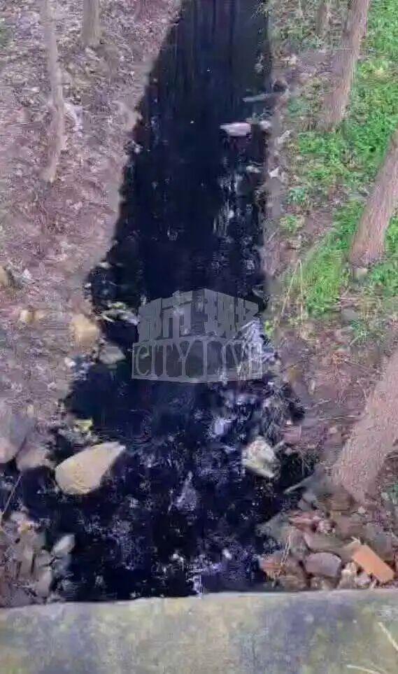 潍坊诸城一水库水现“石油色”，承包人称死鱼超3万斤，环保部门回应