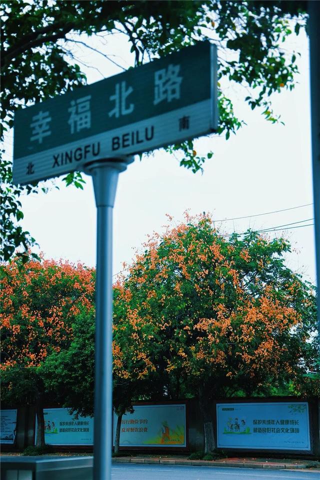 心动！宿城又涨“粉”了