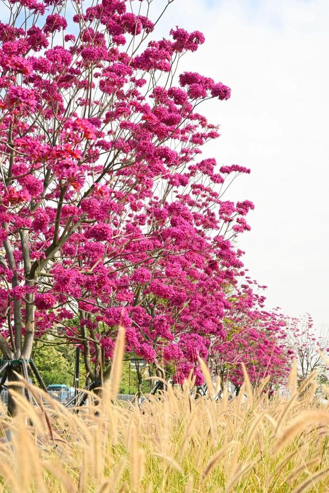 美到上央视！珠海超大花海，开好了！