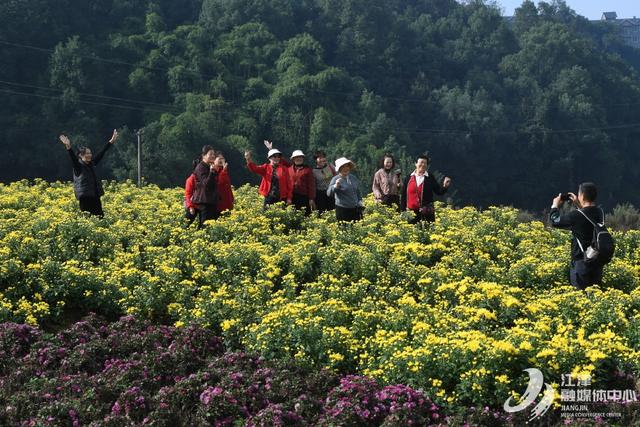 江津五举村：金丝皇菊盛开引客来