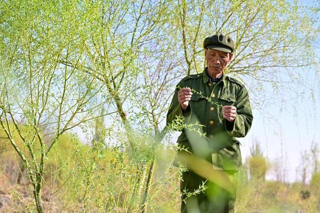 新华走笔丨南疆的树