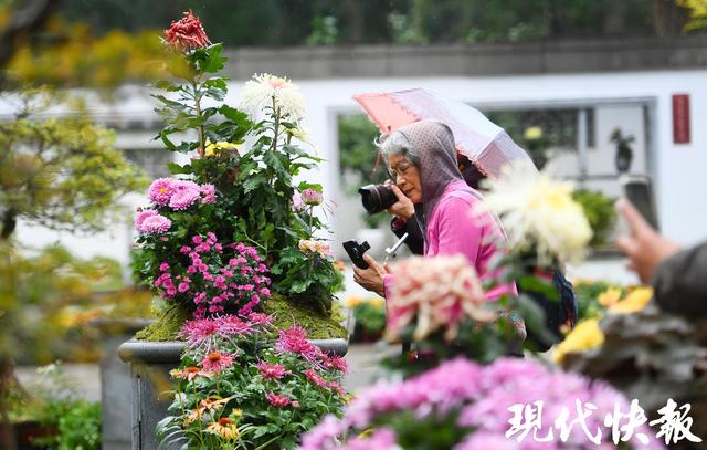 秋日限定浪漫！南京中山植物园菊展上线