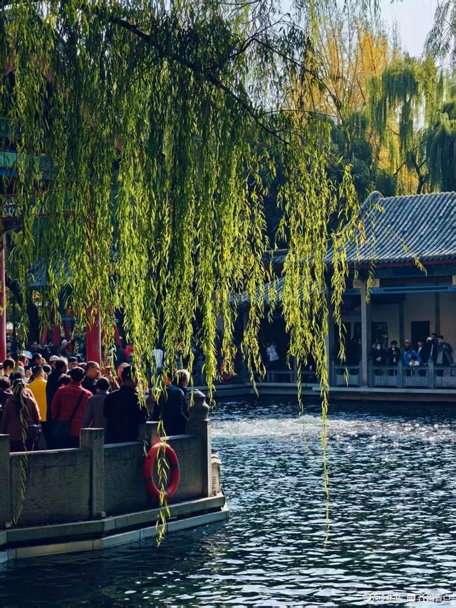 秋高气爽，济南观泉赏菊好时光