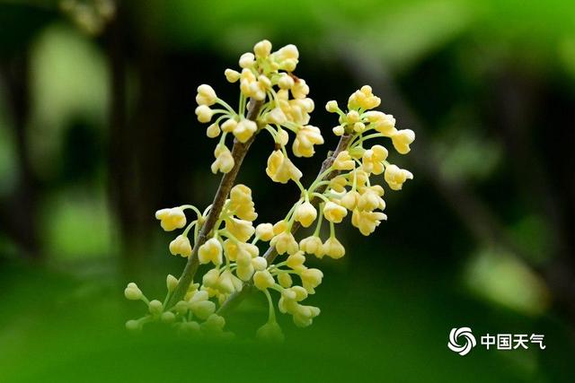 赏桂花品桂花糕 浙江金华十里桂花长廊醉秋光