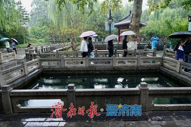 秋分遇秋雨，趵突泉水位七连涨