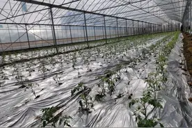 不误农时备春耕 衡阳石鼓区加厚高强度地膜来帮忙图片