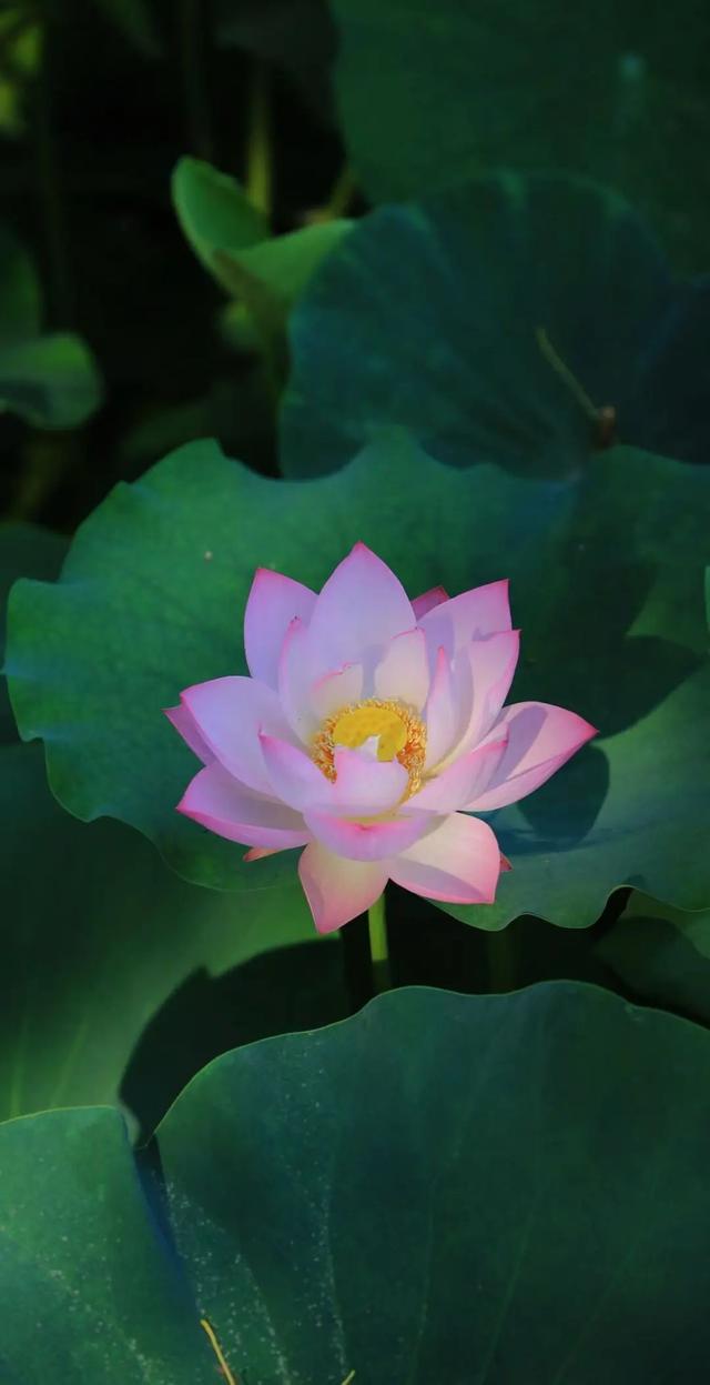 “荷”尔蒙爆表，这夏可好了！