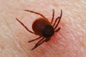 哈尔滨姐俩挖野菜后“中招”！医生提醒：每天接诊近20例图片