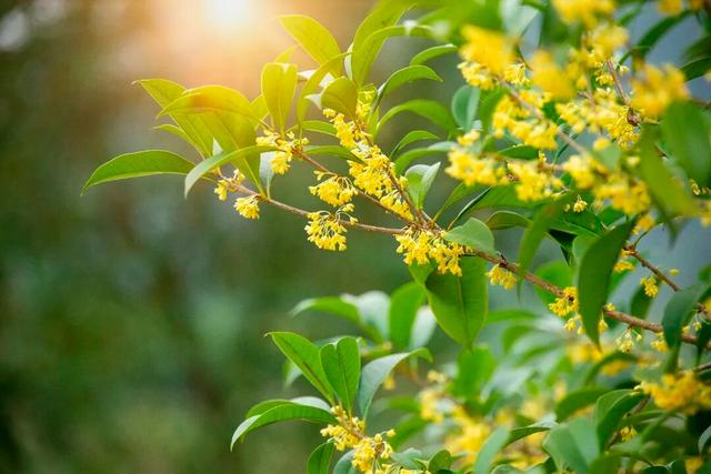 楚雄秋日告白：花基础，花海不基础