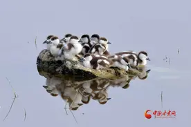 【陇拍客】“爱情鸟”身居敦煌 族群兴旺“萌甜可爱”图片