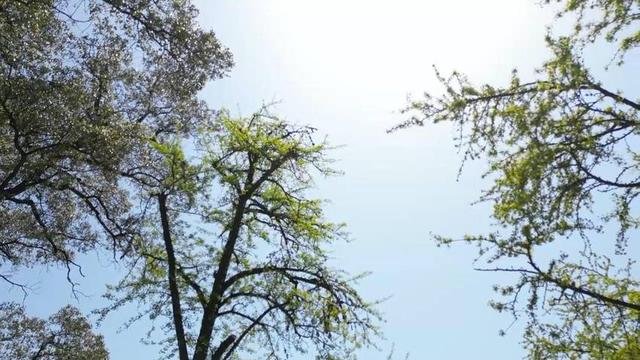 湖北长阳：初冬限定景致！817岁古樟见证1007岁雄银杏和547岁雌银杏的四季情书