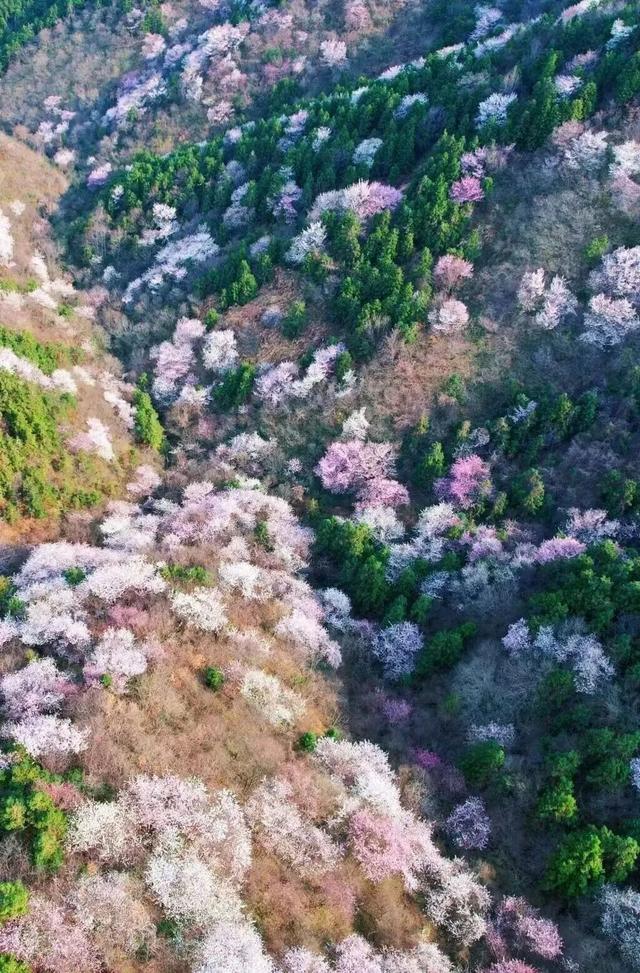 六安春季赏花地图发布！