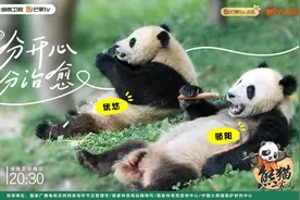 《熊猫一家人》收官，书写熊猫与“熊猫人”的中国故事图片