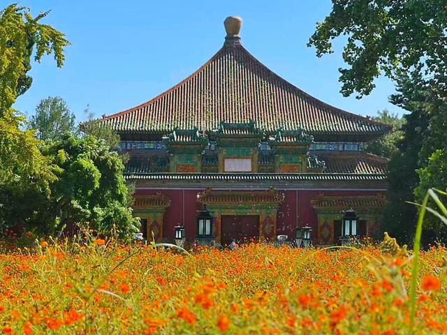 北海公园万佛楼前硫华菊盛放！花期将持续至9月底
