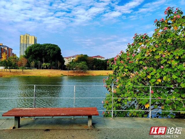 岁暖时刻丨在常德的初冬里，邂逅一场与“拒霜花”的温暖相遇