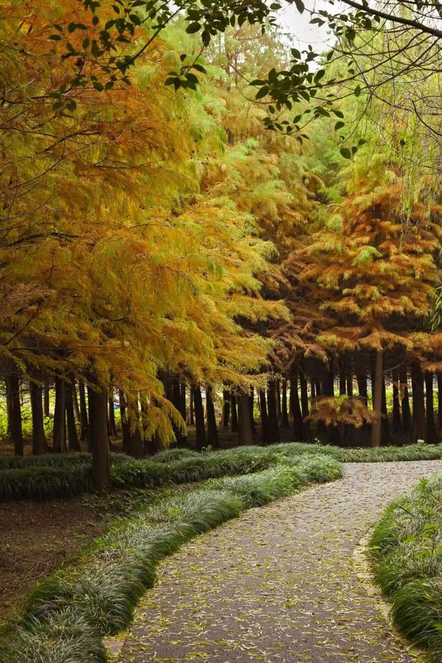 哇，青浦这条红色线路的初冬太美了~