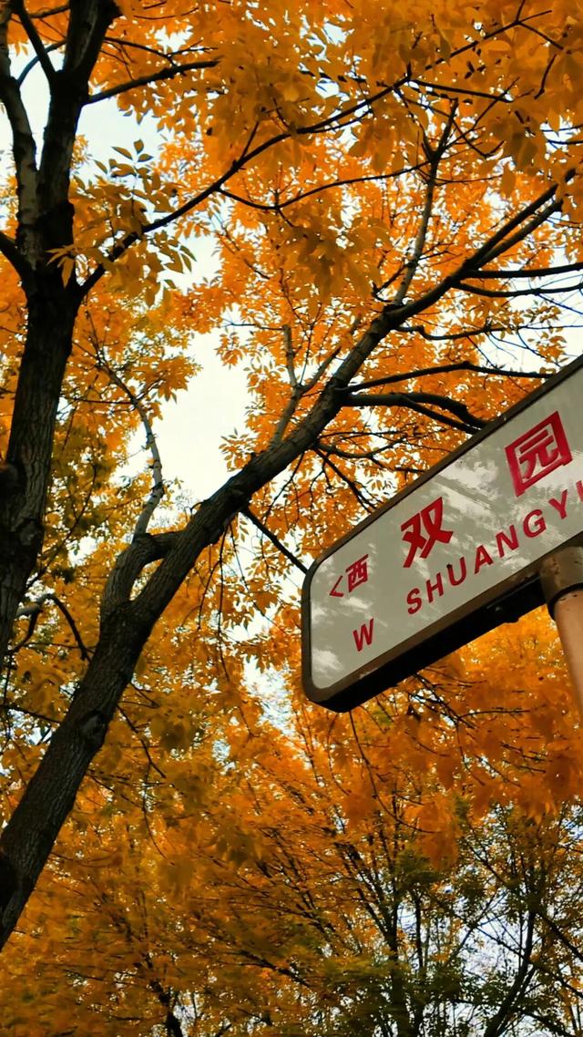 黄金大道秋意浓，石景山这条路进入最佳观赏期！