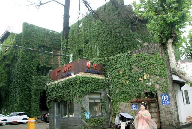江苏苏州：绿色爬山虎为街头添景