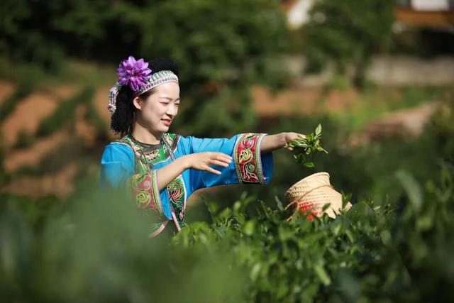 兴听普安||生态桃源茶神谷