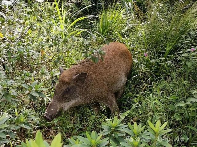 欢迎来到疯狂动物城·罗湖分城