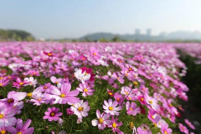 冬日粉色浪漫藏不住了！江门邀你赴约→