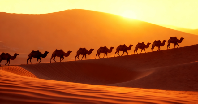 阿拉善驼队来绍兴了