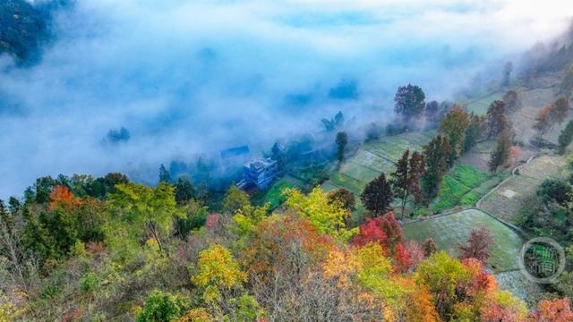 雾绕彩林伴冬阳