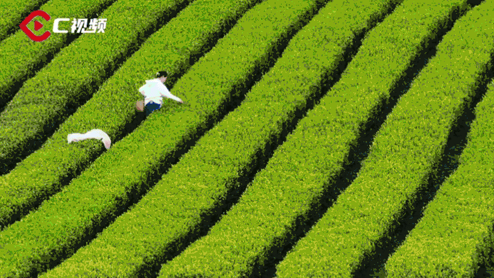 拍视频可赢万元大奖！等你的镜头共创雅韵“茶＋”图片