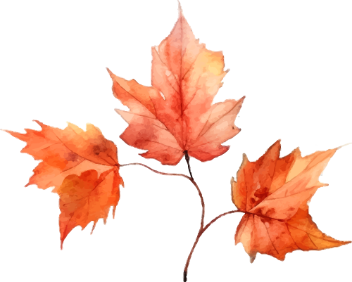 想你的“枫”，红了！终于红了！