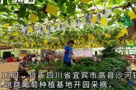 30秒｜有机葡萄开园采摘 四川宜宾高县“青蛙+葡萄”立体种养带动乡村产业振兴图片