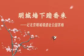 明城墙下暗香来——记北京明城墙遗址公园赏梅图片